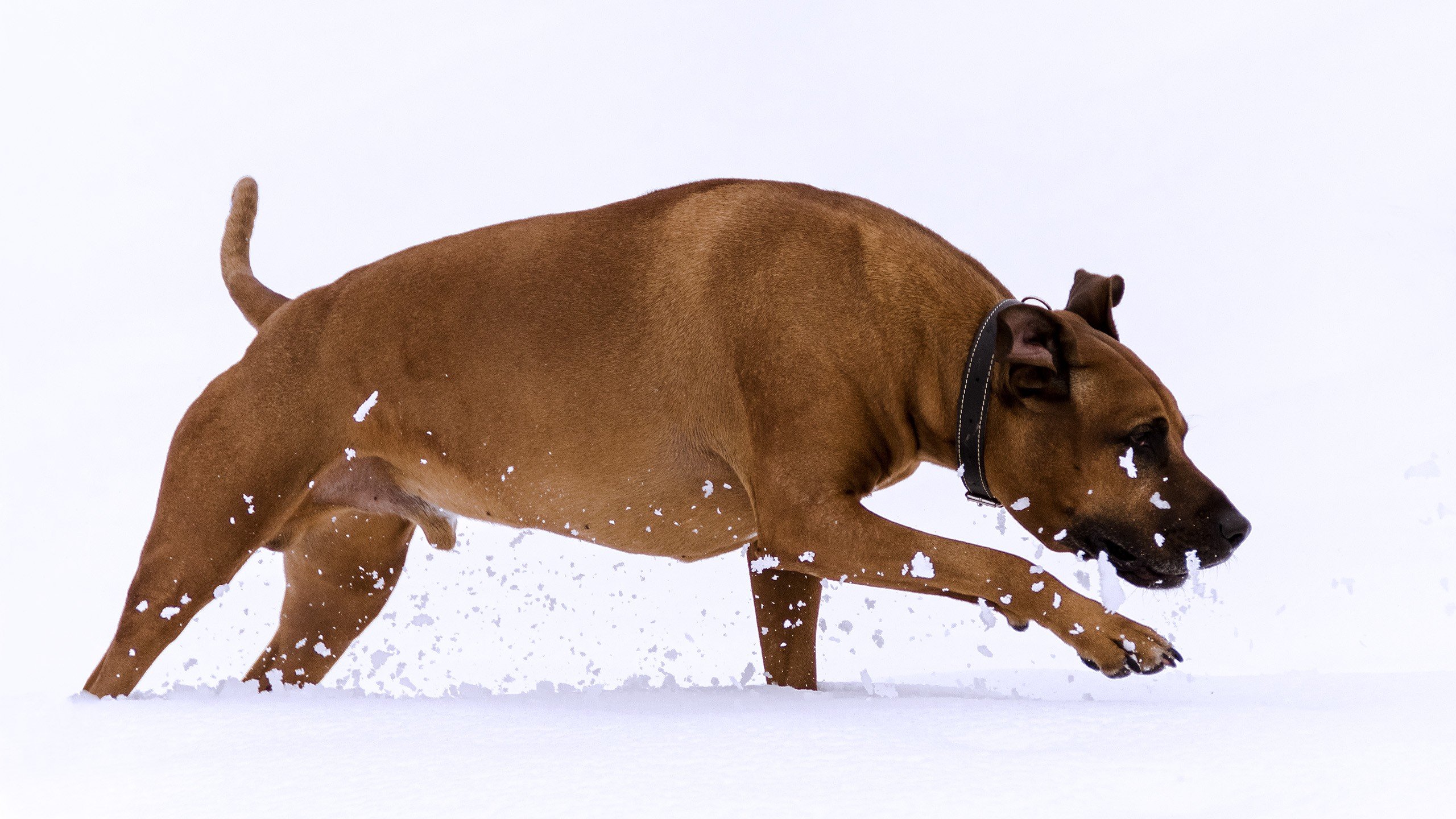 rhodesian, Ridgeback, Running, Snow Wallpaper