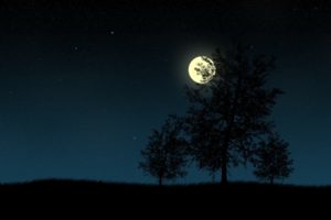 moon, Trees, Night