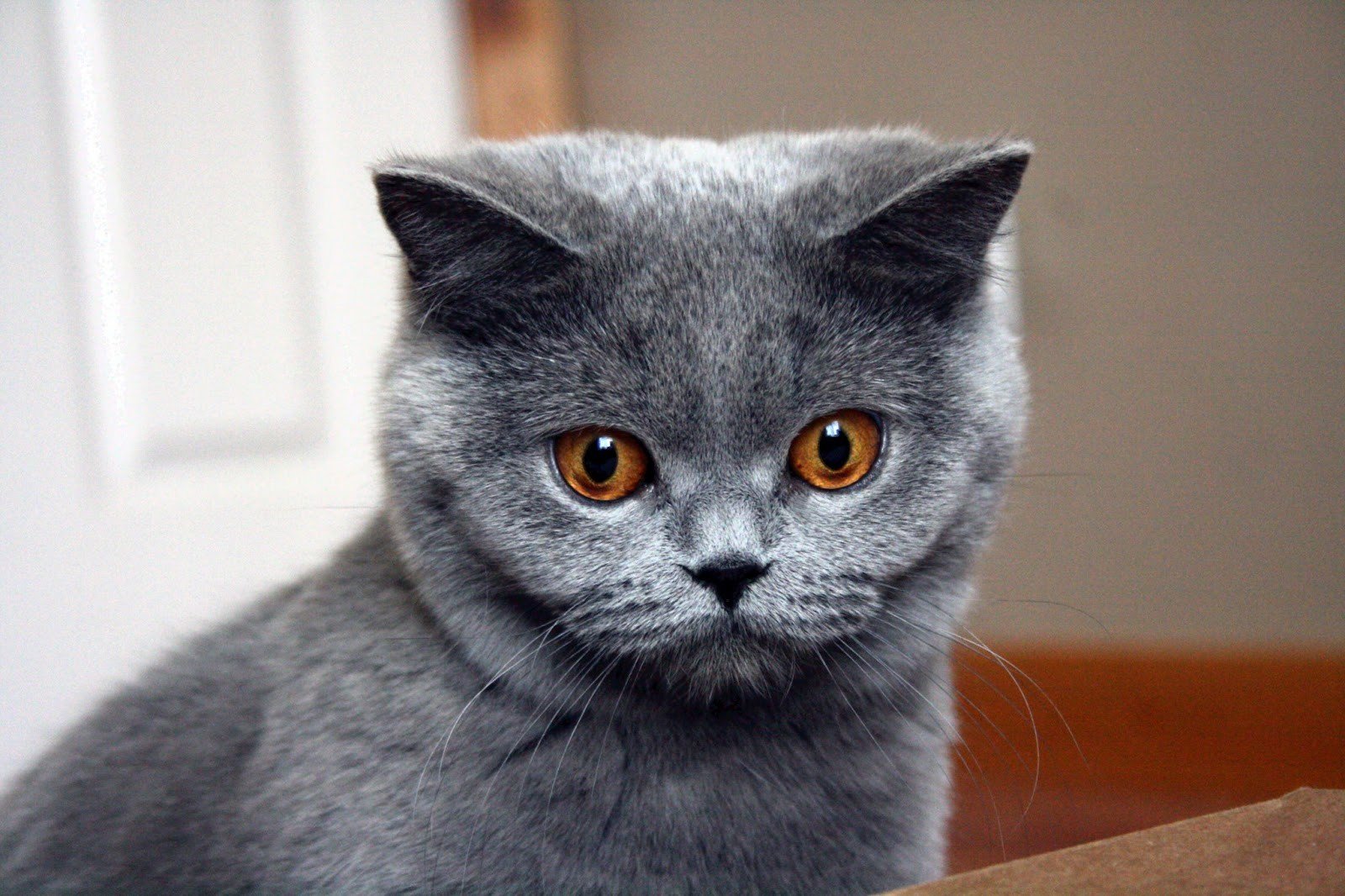 Blue Cream Short Hair Cat Appearance - wide 5