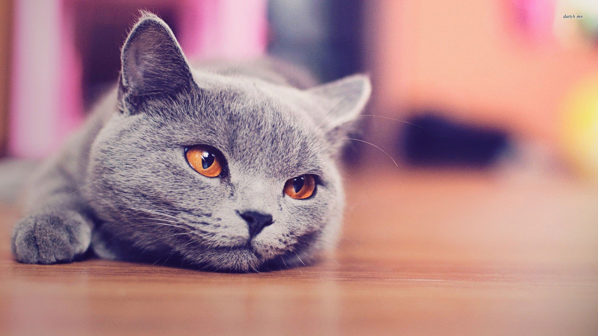 blue, British shorthair HD Wallpapers / Desktop and Mobile Images & Photos