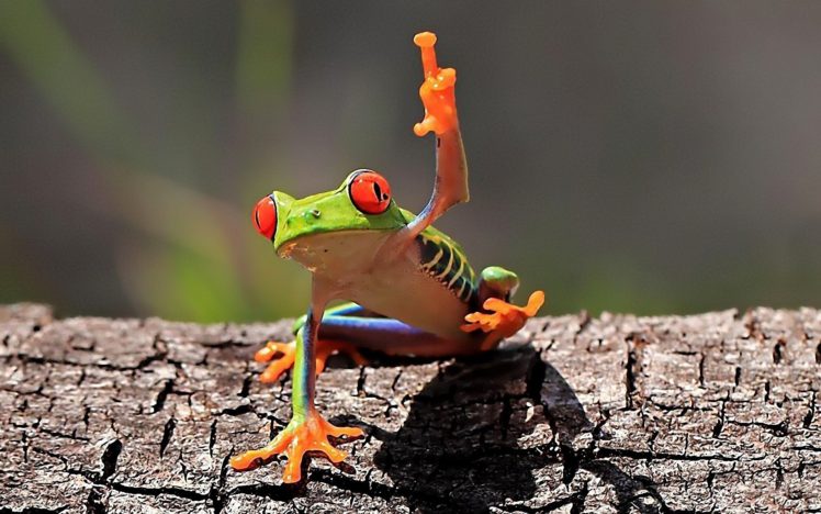 middle finger, Frog, Amphibian, Red Eyed Tree Frogs HD Wallpaper Desktop Background