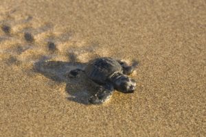 turtle, Sand