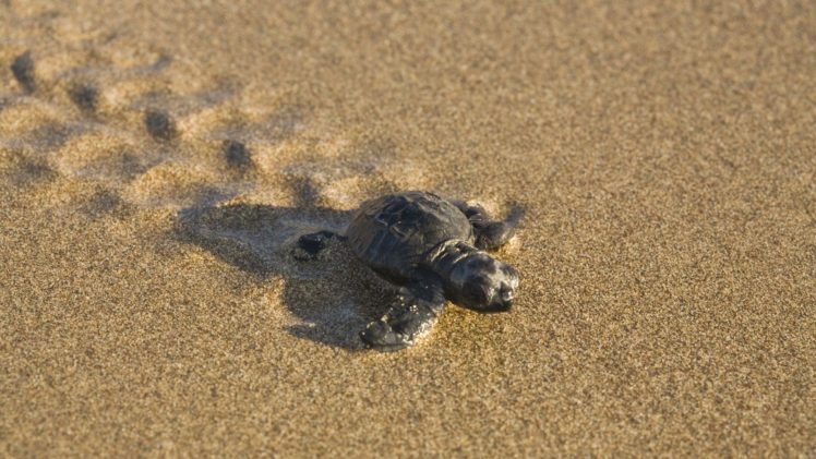 turtle, Sand HD Wallpaper Desktop Background