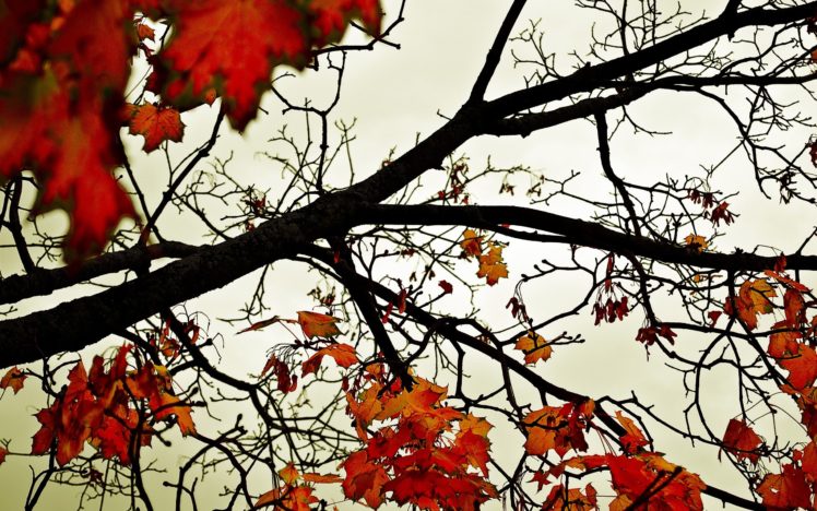 leaves, Fall, Branch HD Wallpaper Desktop Background