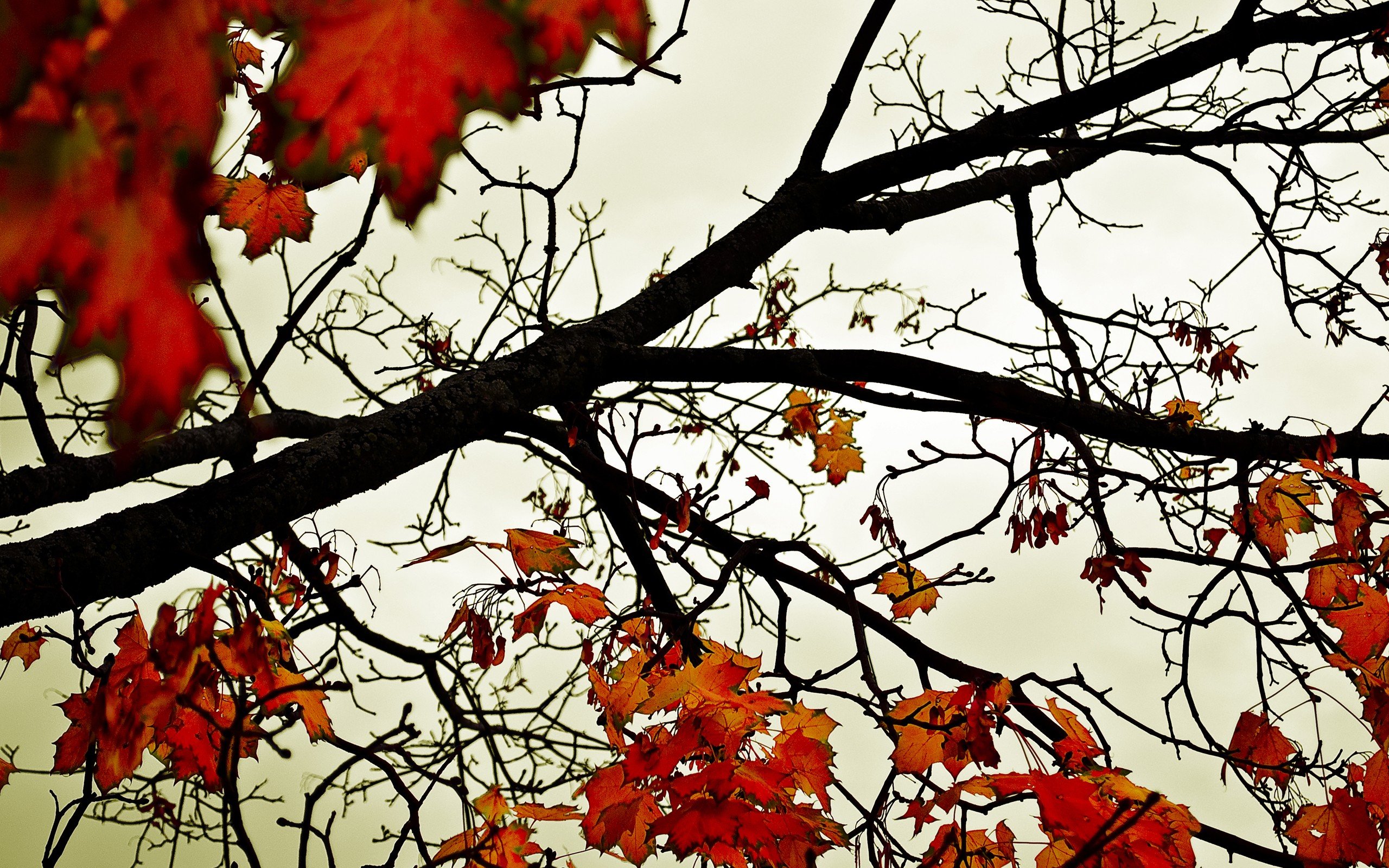 leaves, Fall, Branch Wallpaper