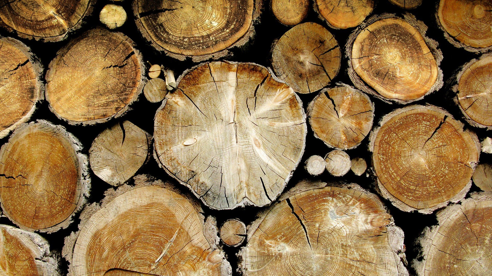 wood, Trees Wallpaper