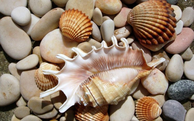 Seashells On The Beach HD wallpaper