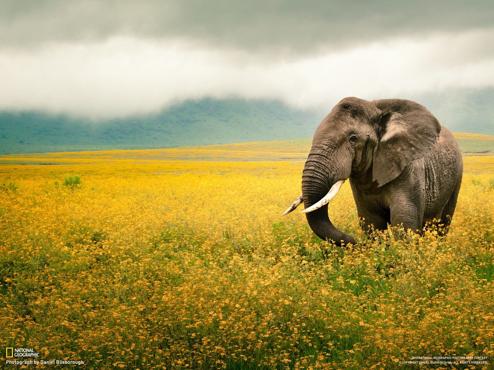 elephants Wallpaper