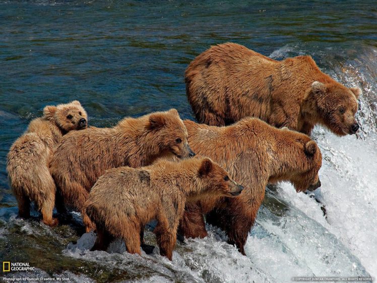 Grizzly Bears HD Wallpaper Desktop Background