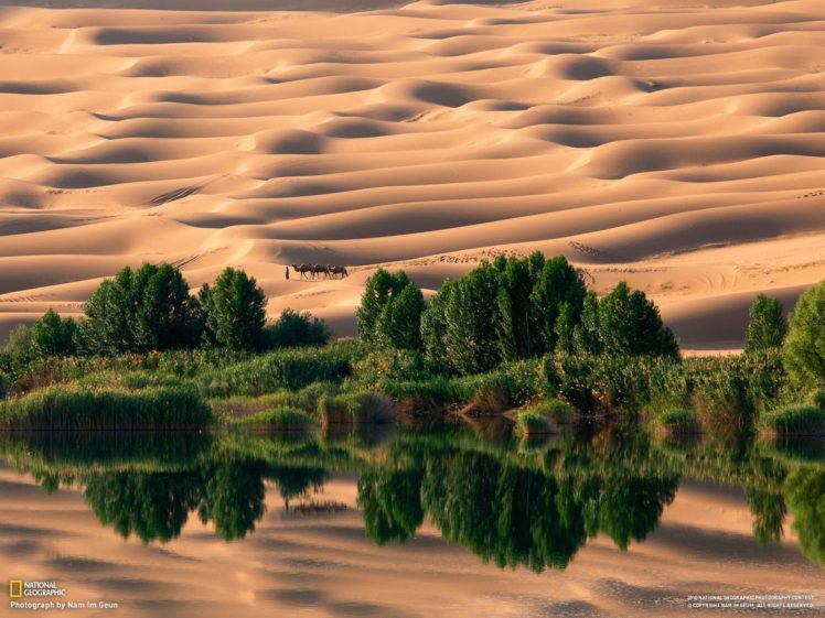 desert, National Geographic, Camels, Dune, Reflection, Trees, Oases HD Wallpaper Desktop Background