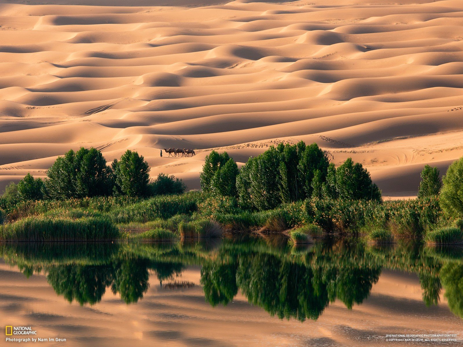 desert, National Geographic, Camels, Dune, Reflection, Trees, Oases Wallpaper