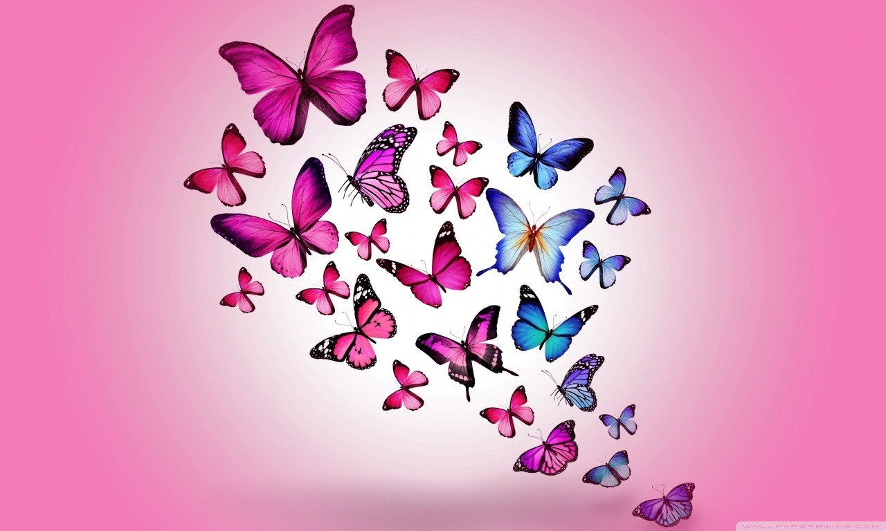 butterfly Wallpaper