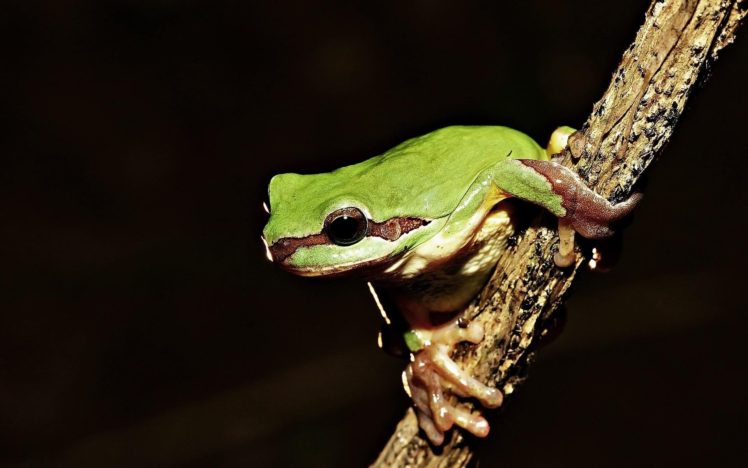 frog, Amphibian, Twigs HD Wallpaper Desktop Background