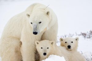 global warming, Arctic, Polar bears
