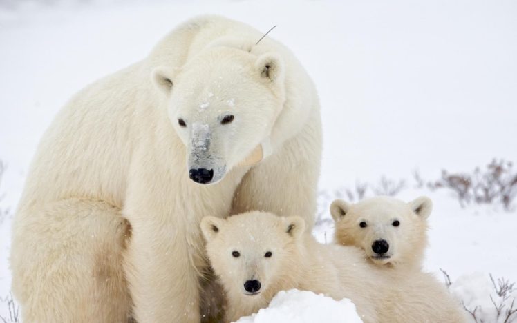 global warming, Arctic, Polar bears HD Wallpaper Desktop Background
