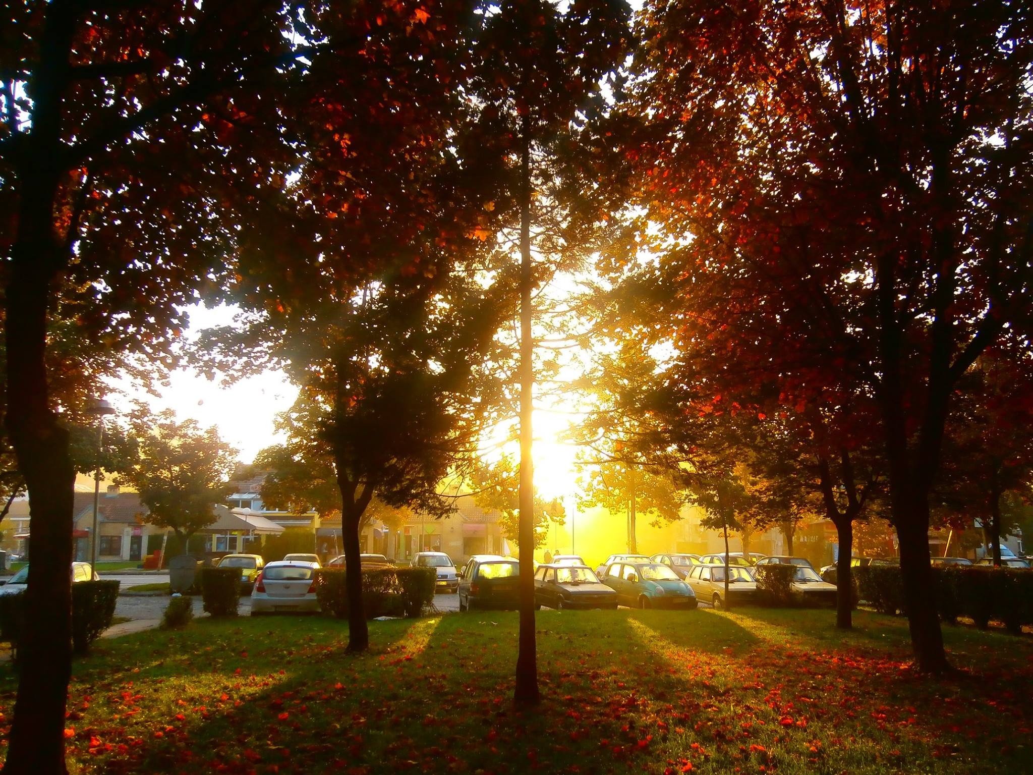 morning, Fall, Trees Wallpaper