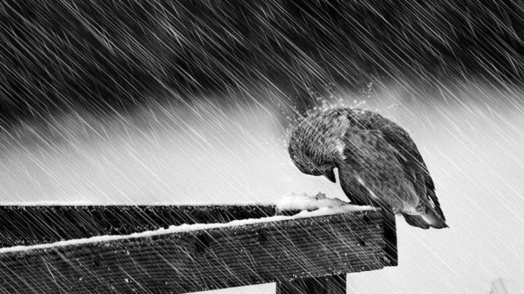 birds, Rain, Snow, Wood, Give up, Screws HD Wallpaper Desktop Background