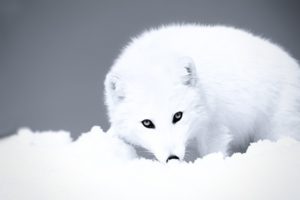 artic wolf