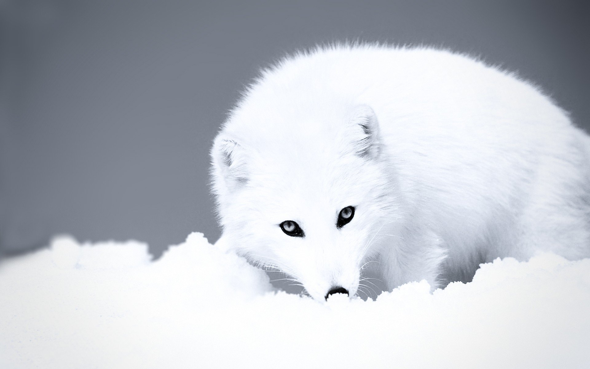 artic wolf Wallpaper