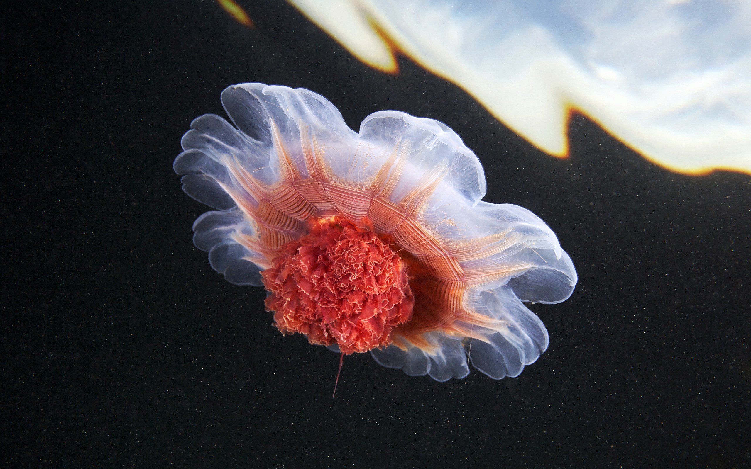 jellyfish, Sea life Wallpaper