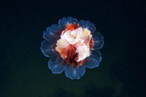 jellyfish, Sea life