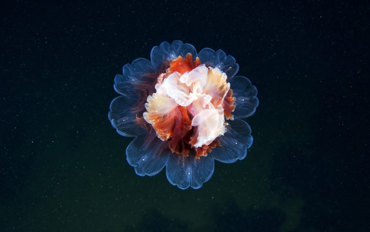 jellyfish, Sea life HD Wallpaper Desktop Background