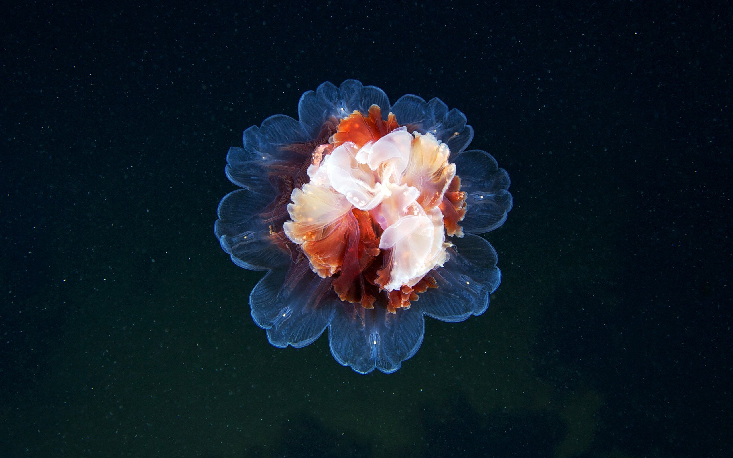 jellyfish, Sea life Wallpaper