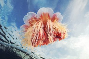 jellyfish, Sea life