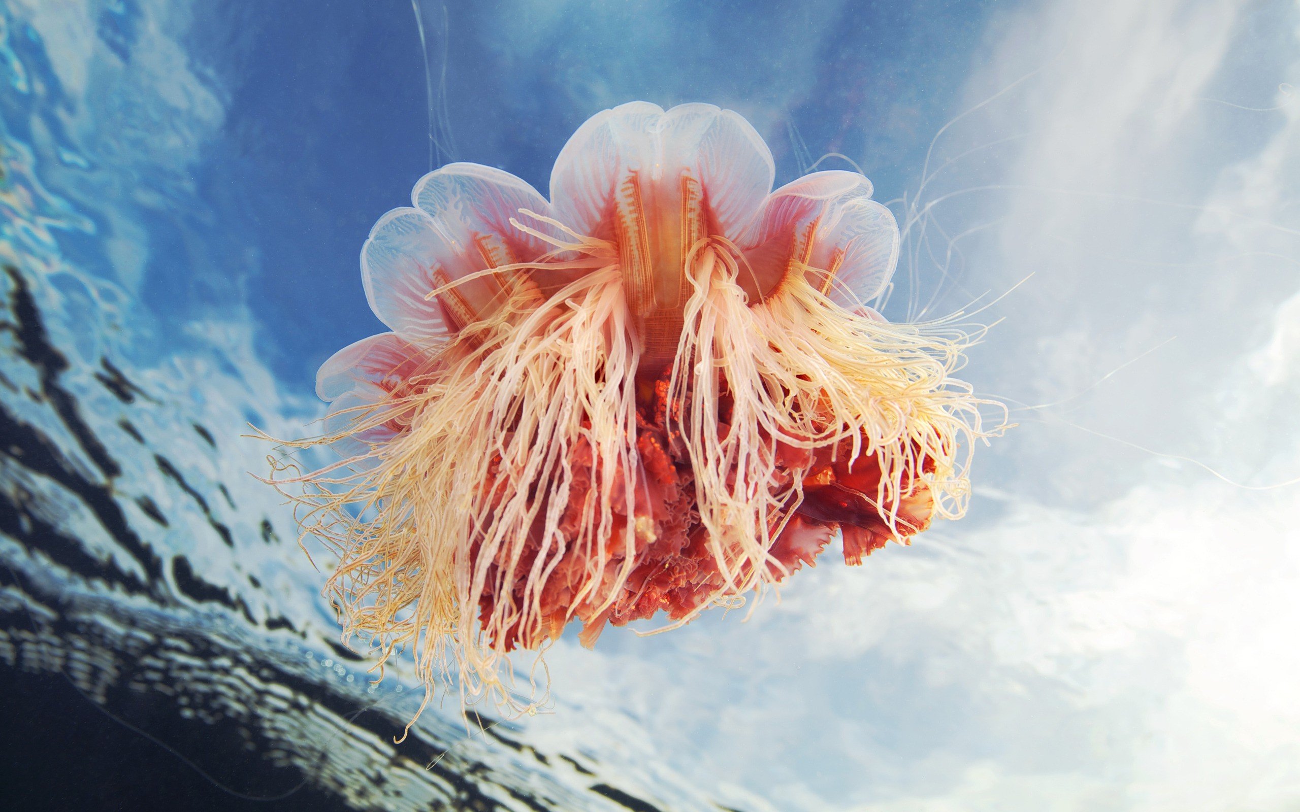 jellyfish, Sea life Wallpaper