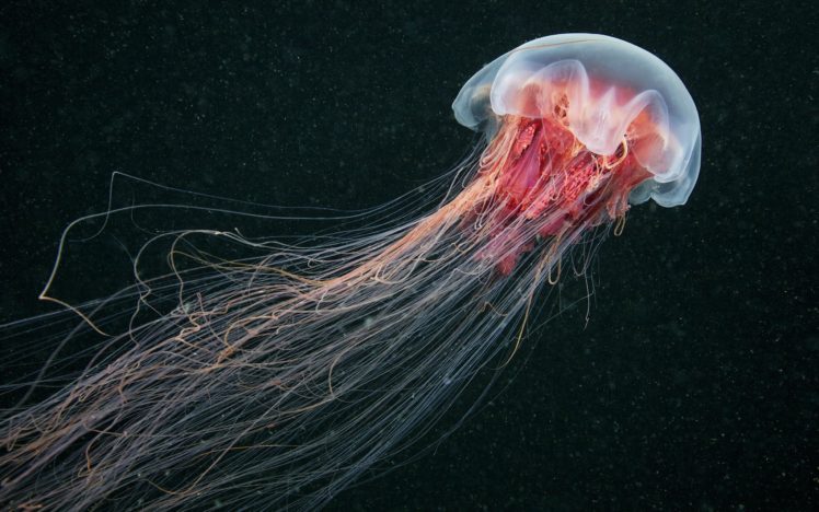 jellyfish, Sea life, China HD Wallpaper Desktop Background