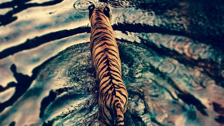 Hd Wallpaper For Mobile Tiger