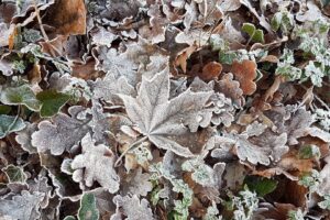 cold, Ice, Winter, Leaves