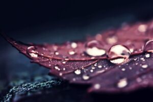 nature, Leaves, Water, Macro, Water drops